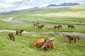 Pasturing horses and foals