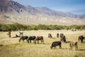 Pasturing Horses