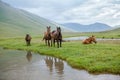 Pasturing horses at river Royalty Free Stock Photo