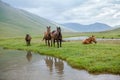 Pasturing horses at river