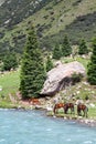 Pasturing horses at river