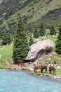 Pasturing horses at river Royalty Free Stock Photo