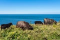 Pasturing sheep on meadow against sea and sky