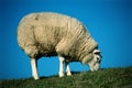 Pasturing white sheep Royalty Free Stock Photo