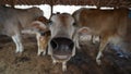Pasundan cattle from West Java, Indones Royalty Free Stock Photo