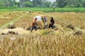 A group of farmers is working on threshing rice using a machine in the morning