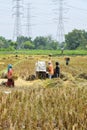 A group of farmers is working on threshing rice using a machine in the morning