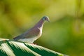 Patagioenas cayennensis, Pale-vented Pigeon, bird from Arnos Vale, Trinidad and Tobago. Pigeon sitting on the green palm leave. Wi Royalty Free Stock Photo