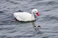 Patagonia in Chile. Coscoroba swan, bird in the water. White bird with red bill. Swans from Puerto Natales, Chile. Nature. Goose
