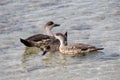 Patagonia Crested Ducks