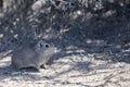 Patagonia cuis close up portrait