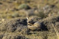 Patagonia Grey Fox, Pseudalopex griseus, Royalty Free Stock Photo