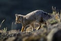 Patagonia Grey Fox, Pseudalopex griseus, Royalty Free Stock Photo