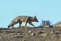 Patagonia Grey Fox, Pseudalopex griseus, Royalty Free Stock Photo