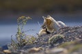 Patagonia Grey Fox, Pseudalopex griseus, Torres del Paine Royalty Free Stock Photo