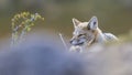 Patagonia Grey Fox, Pseudalopex griseus, Royalty Free Stock Photo