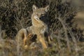 Patagonia Grey Fox, Pseudalopex griseus, Torres del Paine Royalty Free Stock Photo