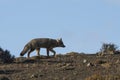 Patagonia Grey Fox, Pseudalopex griseus, Torres del Paine Royalty Free Stock Photo