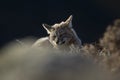 Patagonia Grey Fox, Pseudalopex griseus Royalty Free Stock Photo