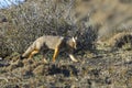 Patagonia Grey Fox, Pseudalopex griseus, Torres del Paine Royalty Free Stock Photo