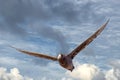 Patagonia petrel bird while flying