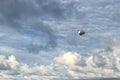 Patagonia petrel bird while flying