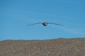 Patagonia petrel bird while flying