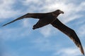 Patagonia petrel bird while flying