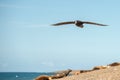 Patagonia petrel bird while flying