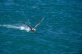 Patagonia petrel bird while flying Argentina punta norte