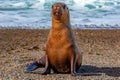 Sea lion on the beach in Patagonia Royalty Free Stock Photo