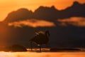 Patagonia sunset, Chilean flamingos, Phoenicopterus chilensis, nice pink big bird, dancing in water. Animals in the nature habitat Royalty Free Stock Photo