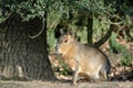 Patagonian cavy Royalty Free Stock Photo