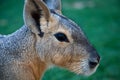 Patagonian Cavy Royalty Free Stock Photo