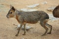 Patagonian Cavy