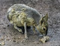 Patagonian cavy 10 Royalty Free Stock Photo