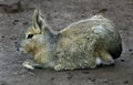 Patagonian cavy 11 Royalty Free Stock Photo