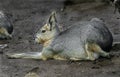 Patagonian cavy 12 Royalty Free Stock Photo