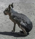 Patagonian cavy 13