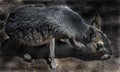 Patagonian cavy on the ground 1 Royalty Free Stock Photo