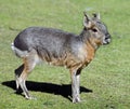 Patagonian cavy 1 Royalty Free Stock Photo