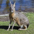 Patagonian cavy 6 Royalty Free Stock Photo