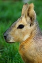 Patagonian Cavy Mara Royalty Free Stock Photo