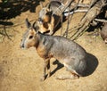 Patagonian cavy mara. Royalty Free Stock Photo