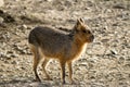 Patagonian Cavy Mara Dolichotis patagonum in good daylight. Royalty Free Stock Photo