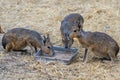 Patagonian Cavy Mara Dolichotis patagonum sitting on the ground and eating Royalty Free Stock Photo