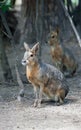 Patagonian Cavy Mara Dolichotis patagonum sitting on the sand and resting, watching for danger Royalty Free Stock Photo