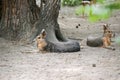 Patagonian Cavy Mara Dolichotis patagonum sitting on the sand and resting, watching for danger Royalty Free Stock Photo