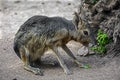 Patagonian cavy 8 Royalty Free Stock Photo