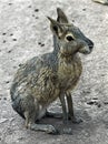 Patagonian cavy 7